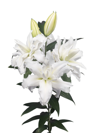 Crini Dubli Orientali - Crin trandafir, dublu, batut Rafaela 