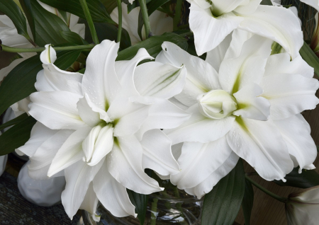 Crin dublu oriental, crin trandafir Ramona bulb 19/21 [1]