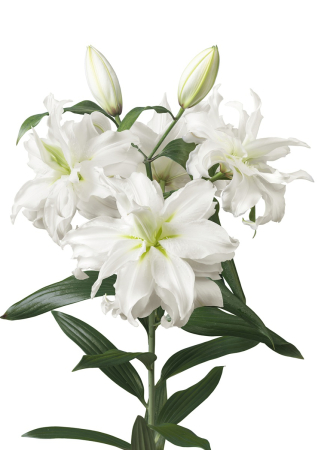 Crini Dubli Orientali - Crin dublu oriental, crin trandafir Ramona bulb 19/21