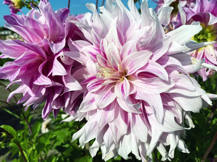 Dalia Decorativa Taiheiyo marime 1 [1]