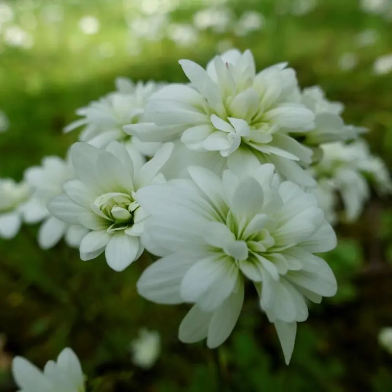saxifraga - Saxifraga granulata Plena