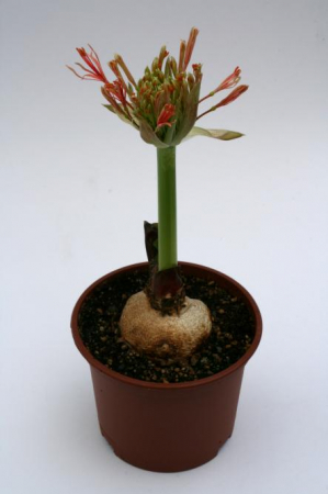 Scadoxus multiflorus 3 bucati [1]