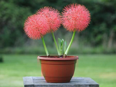Bulbi de primavara - Scadoxus multiflorus 3 bucati