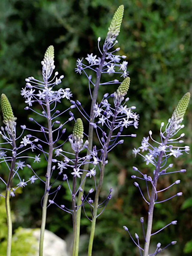 Scilla - Scilla Blue Arrow inalta, parfumata