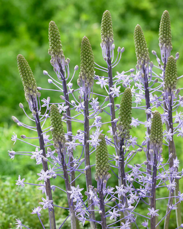 Scilla Blue Arrow inalta, parfumata [1]