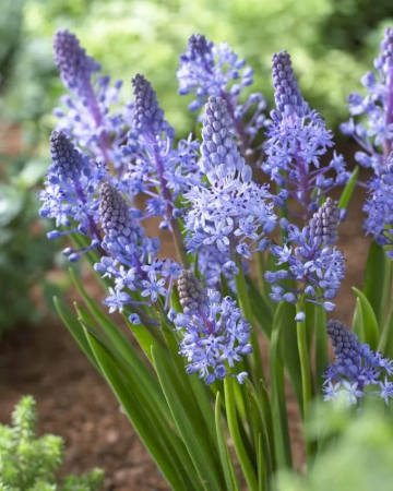 Scilla - Scilla litardierei amethystina 5 buc