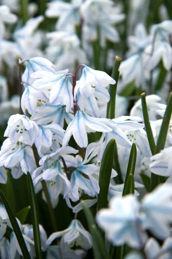 Scilla - Scilla – mischtschenkoana 5 buc marime 7/8