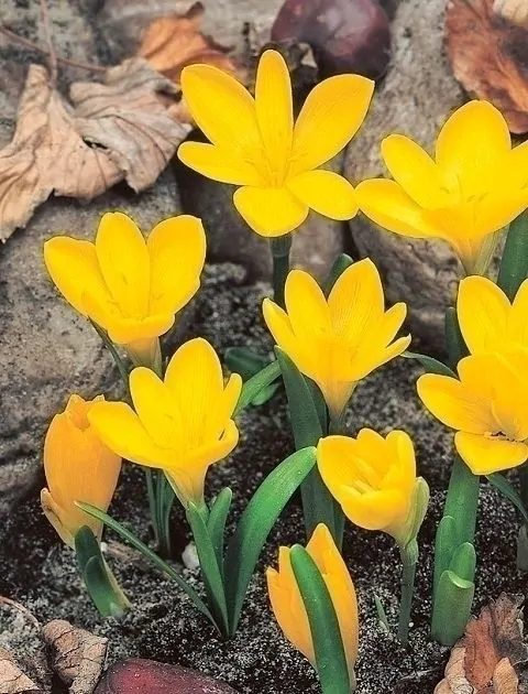 Branduse de toamna - Sternbergia lutea brandusa de toamna 