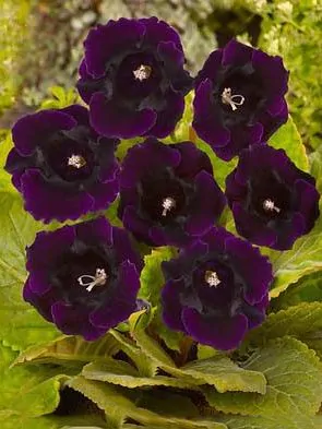 Gloxinia - Tigrina Violaceea 1 buc marime 5/6