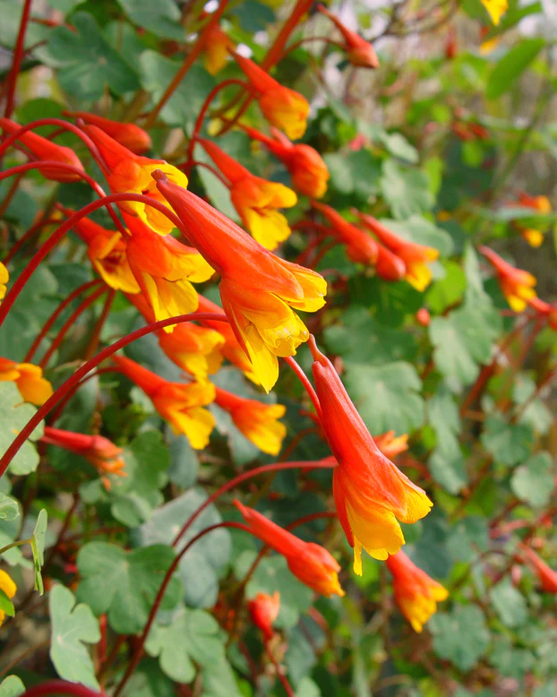 Tropaeolum Tuberosum - Tropaeolum Tuberosum 1 buc marime 8/10