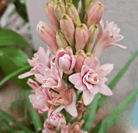 Bulbi de primavara - Tuberoze Pink Parfait 1 buc marime 10/12