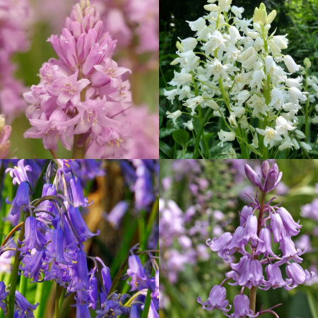 Zambile spaniole - Zambile de padure, hyacinthoides hispanica mix 5 buc marime 8/10