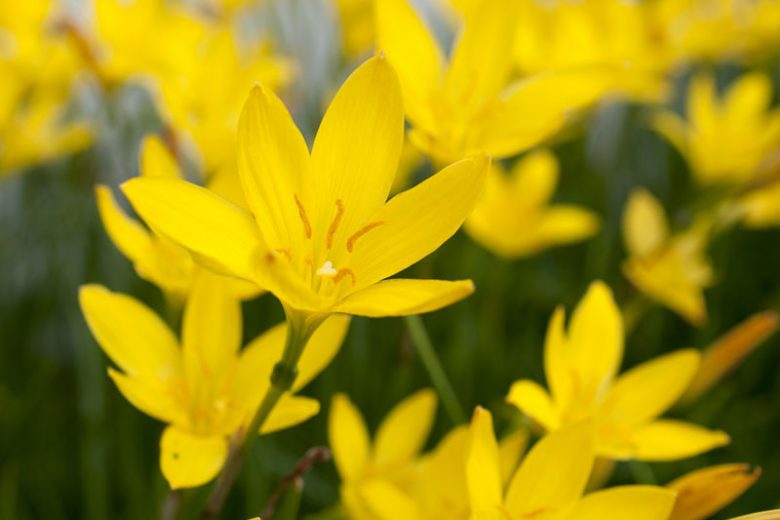 Bulbi de primavara - Zephyranthus Citrina de culoare galbena 5 buc