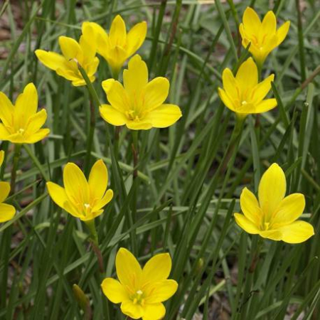 Zephyranthus Citrina de culoare galbena 5 buc [1]