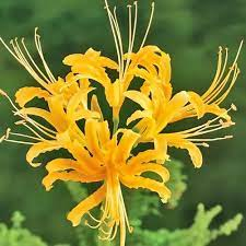 Lycoris aurea