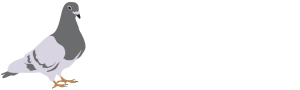 Porumbei - Produse și Accesorii