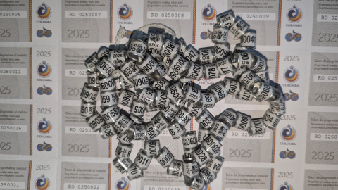 Produse PORUMBEI - Inele  FCI 2025 cu talon