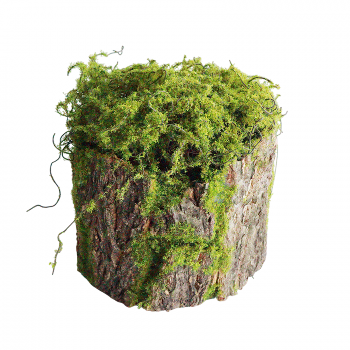 Ghiveci decorativ cu licheni MOSSY, 16x22cm [1]