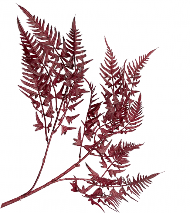 Feriga artificiala BEAUTY, Burgundy, 100cm [1]