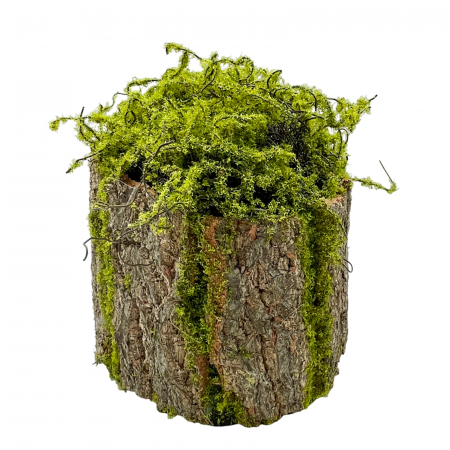 Ghiveci decorativ cu licheni MOSSY, 16x22cm [1]