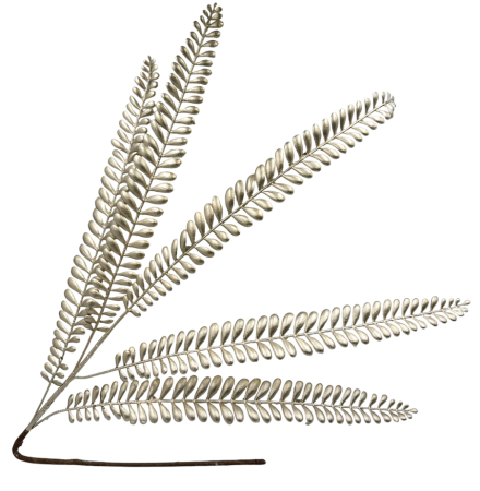 Colectia Sampanie & Crem & Ivoire - Ramură decorativă sampanie cu frunze metalizate