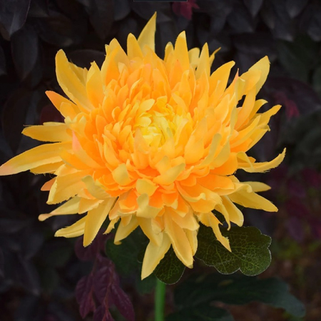 SET  4 LampI Solara LED tip Crizantema cu o floare pentru Gradina, Inaltime 70 cm [1]