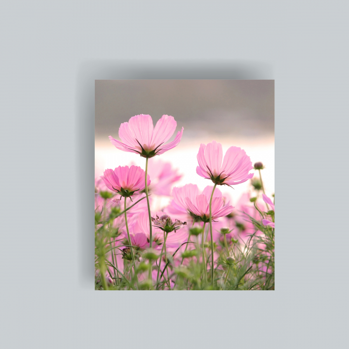 Tablou canvas cu cosmos bipinnatus [1]