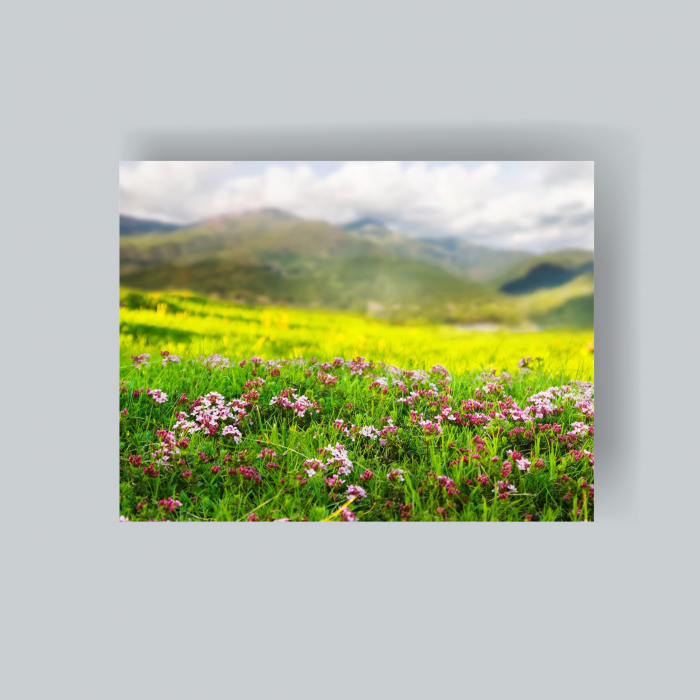 Tablou canvas cu flori "spring2" [1]