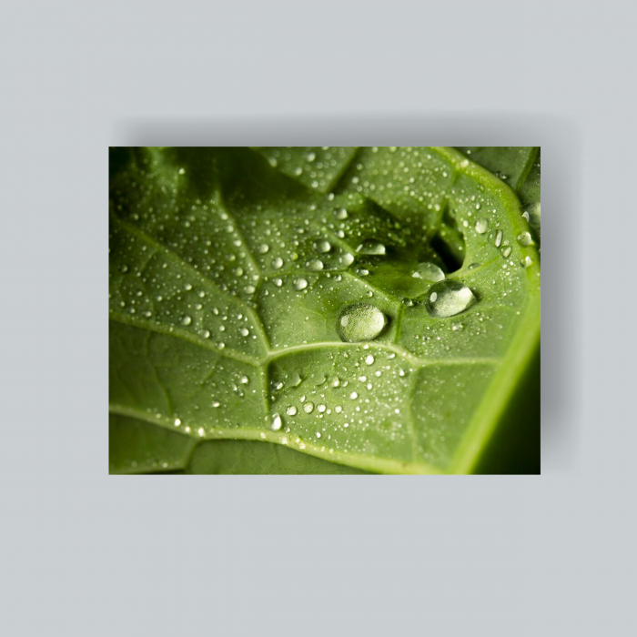 Tablou canvas cu frunza verde [1]