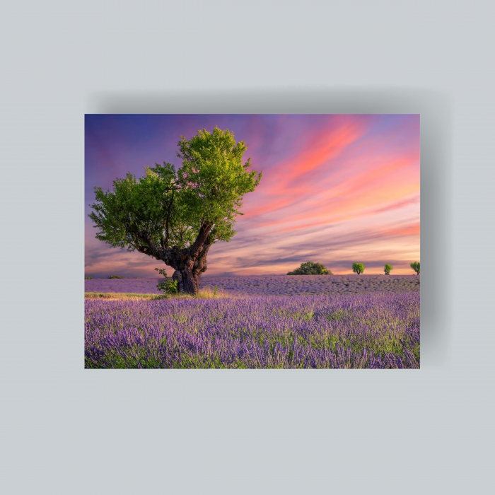 Tablou canvas cu lavandă [1]