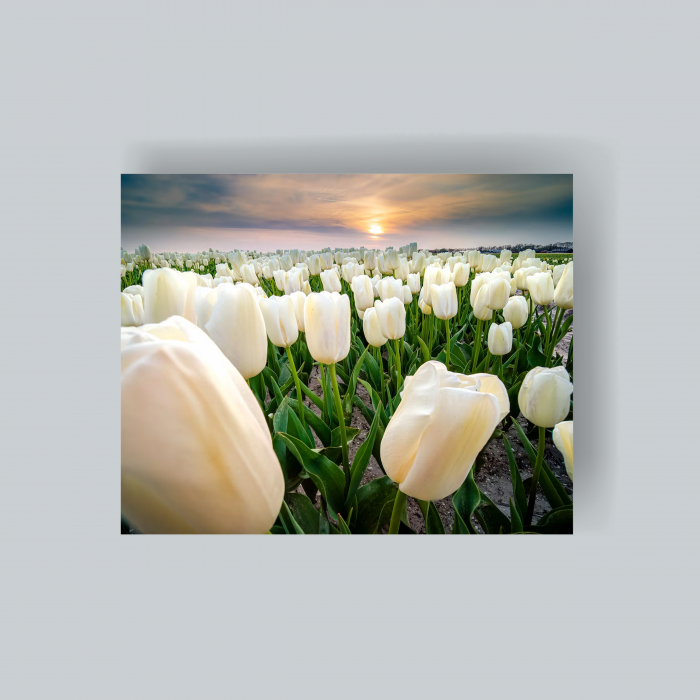 Tablou canvas cu trandafir alb [1]