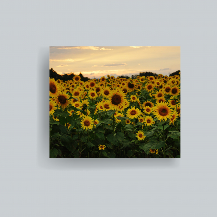 tablou canvas cu floarea soarelui [1]