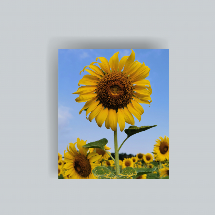 Tablou canvas cu floarea soarelui [1]