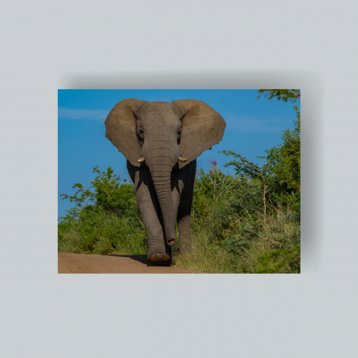 Tablou canvas - elefant2 [1]