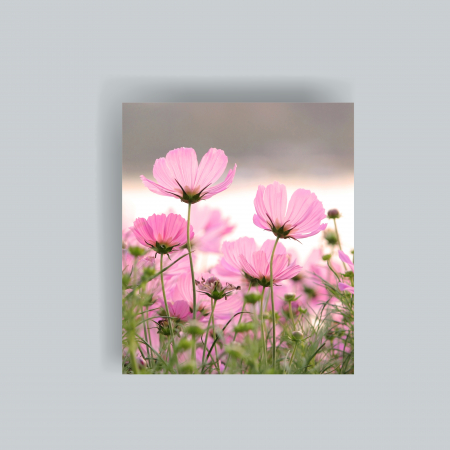 Tablouri cu flori - Tablou canvas cu cosmos bipinnatus