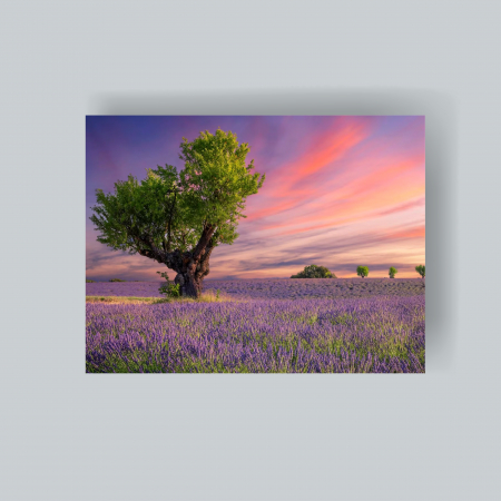 Tablouri cu flori - Tablou canvas cu lavandă