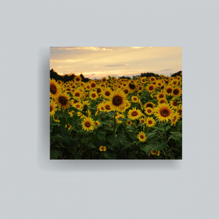 Tablouri cu flori - tablou canvas cu floarea soarelui