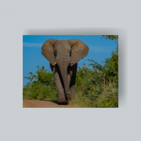 Tablouri cu animale - Tablou canvas - elefant2