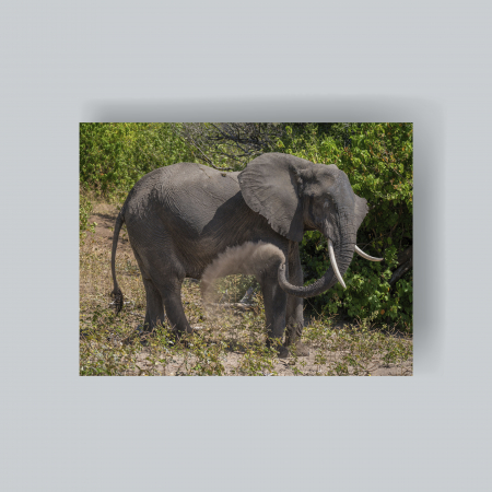 Tablouri cu animale - Tablou canvas - elefant2