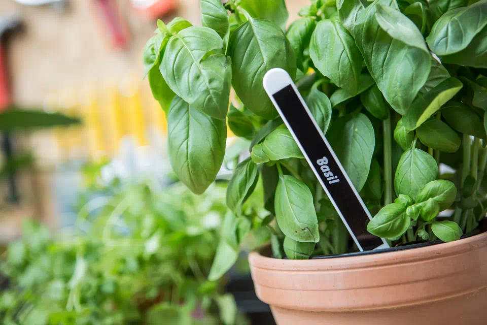 Banda Etichete Brother TZe325, Laminată, Alb pe Negru, 9mm/8m [4]