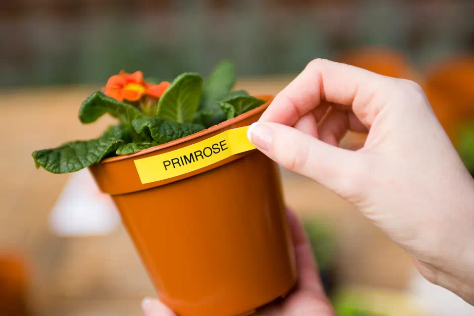 Banda Etichete Brother TZeS641, Laminata, Negru pe  Galben, 18mm/8m [4]