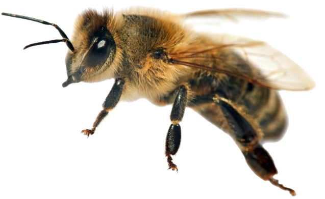 albina prisaca rusului