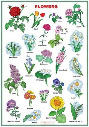 Animals at the zoo /Flowers (DUO) [2]