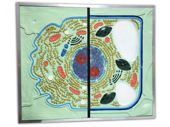 Celula (basorelief) [1]
