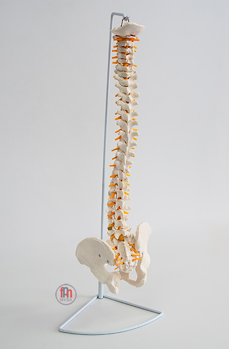 Coloana vertebrală flexibilă - model standard [2]
