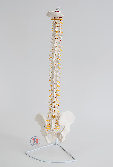 Coloana vertebrală flexibilă - model standard [1]