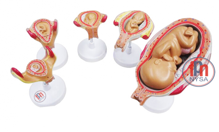 Dezvoltarea prenatală umană - 7 părți - 5 etape [1]