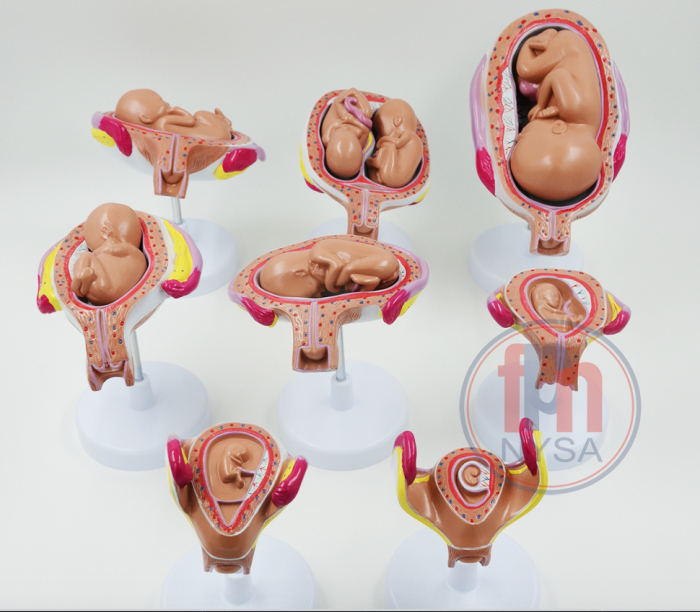Dezvoltarea prenatală umană - 8 etape - 14 părți [1]