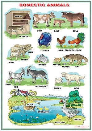 Domestic Animals / Wild animals (DUO) [1]