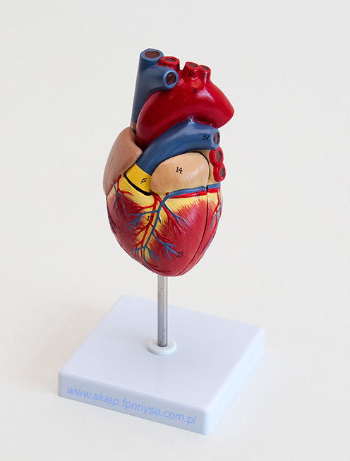 Heart – un model de inimă în mărime naturală din 2 piese [1]